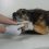 Comment entretenir les griffes de votre chien : 5 étapes simples