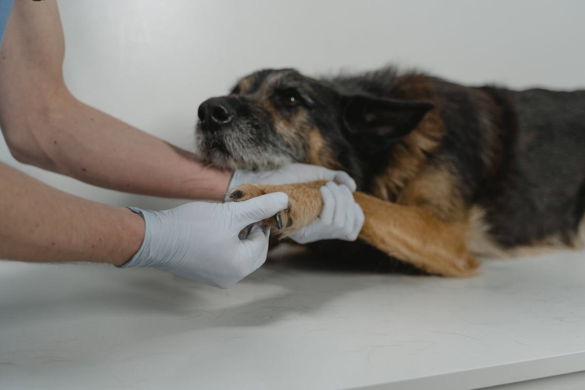griffe du chien entretien, coupe, soin