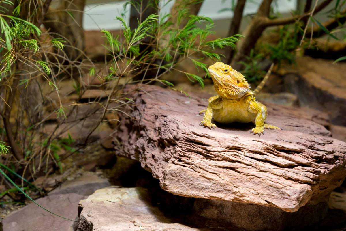 ces petits animaux qui vont égayer votre quotidien