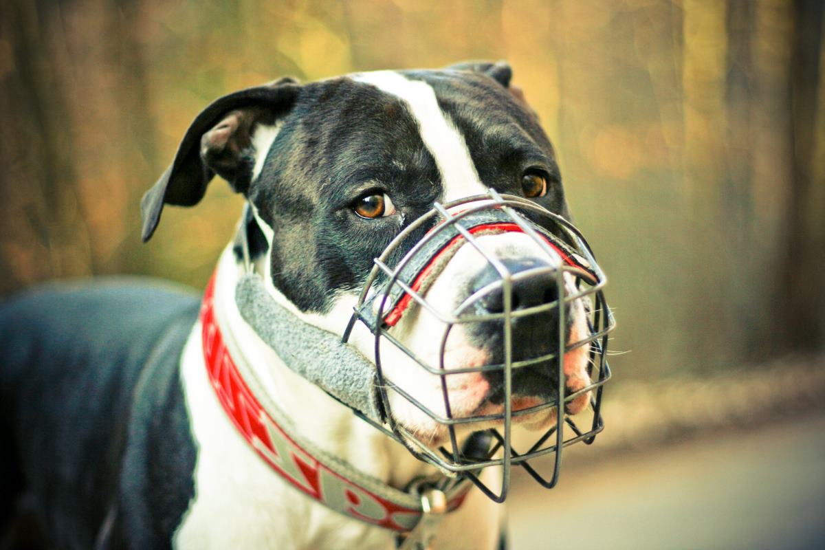 comment choisir la bonne muselière pour mon chien