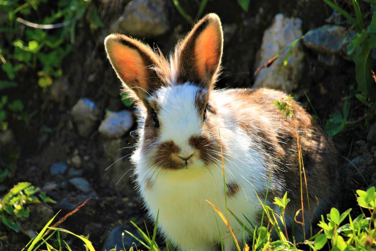comment punir votre lapin