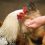 Que donner à manger à vos poules pondeuses pour des œufs parfaits ?