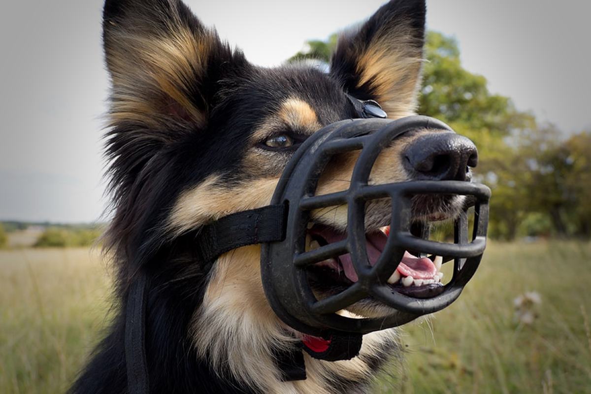 où acheter une muselière pour chien