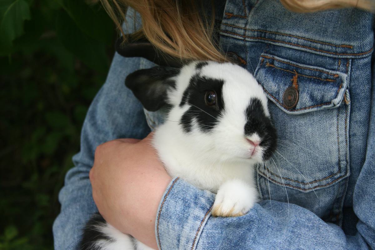 quand et comment punir un lapin