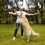 Comment empêcher mon chien de sauter sur les gens ?