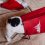 Quand mon chat et mon chien se détestent à Noël : la vraie raison derrière leurs chamailleries festives