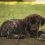 Syndrome du chiot nageur : quand les petites pattes refusent de porter