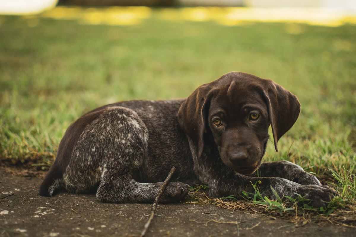 syndrome du chiot nageur