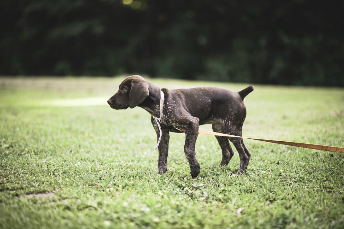 traitements du syndrome du chiot nageur