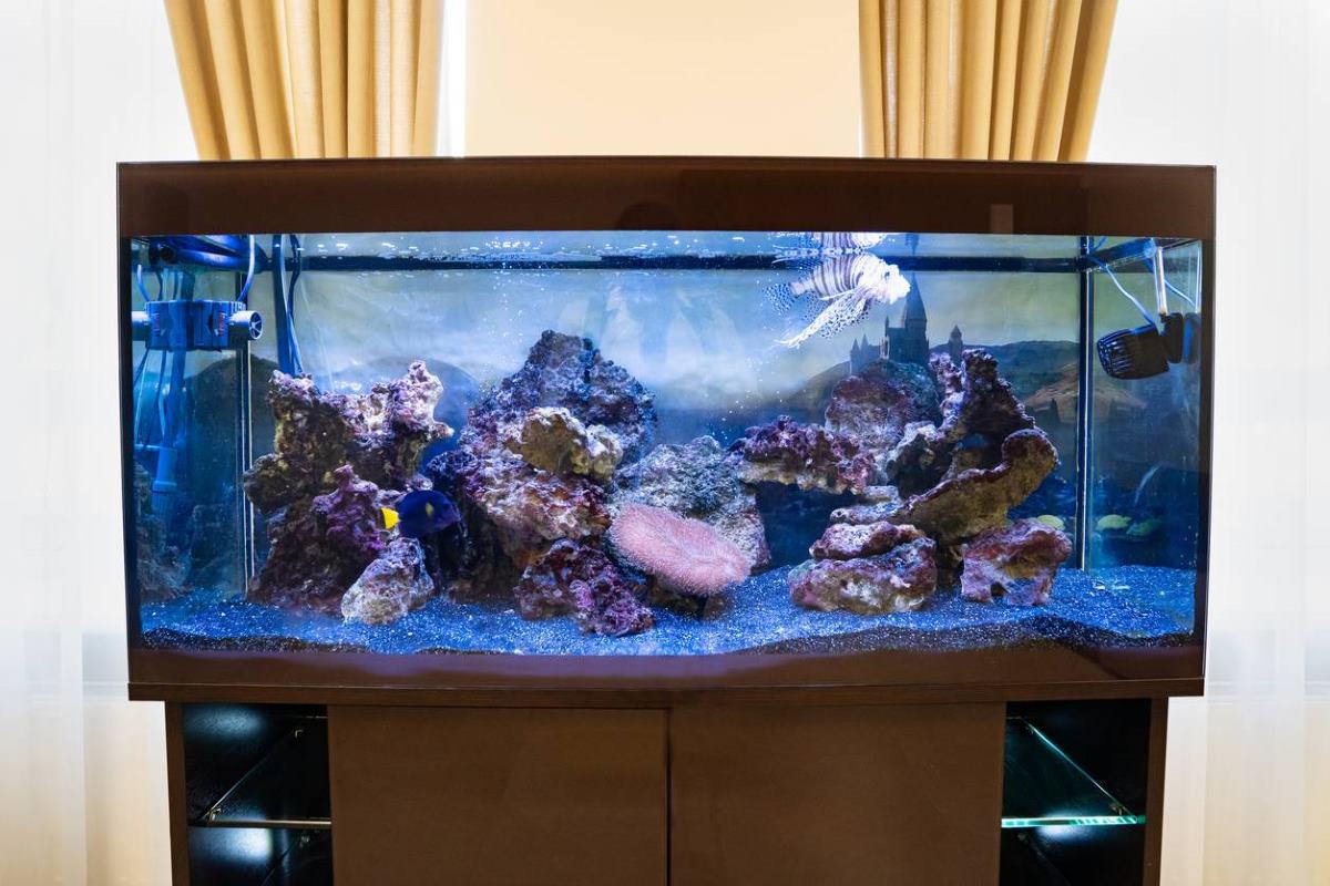 aménager un aquarium poissons