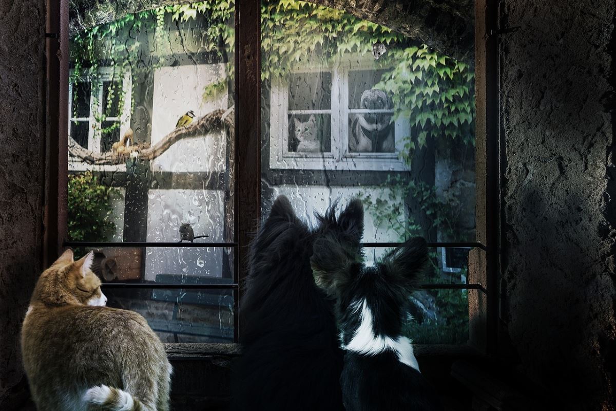 5 conseils du tonnerre si votre chat ou chien a peur de l'orage