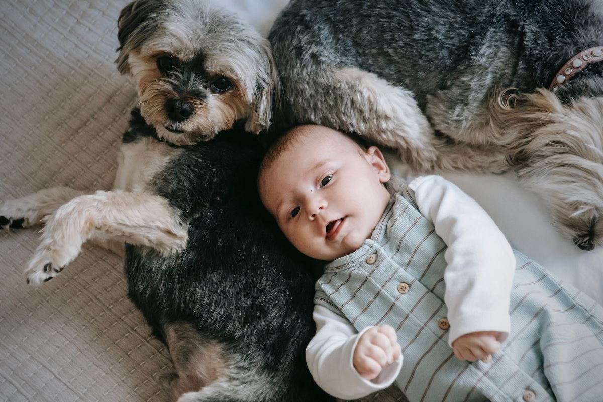 arrivée de bébé comment y préparer votre animal