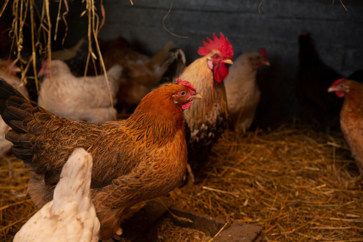 assurer une bonne hygiène pour les poules pondeuses en hiver