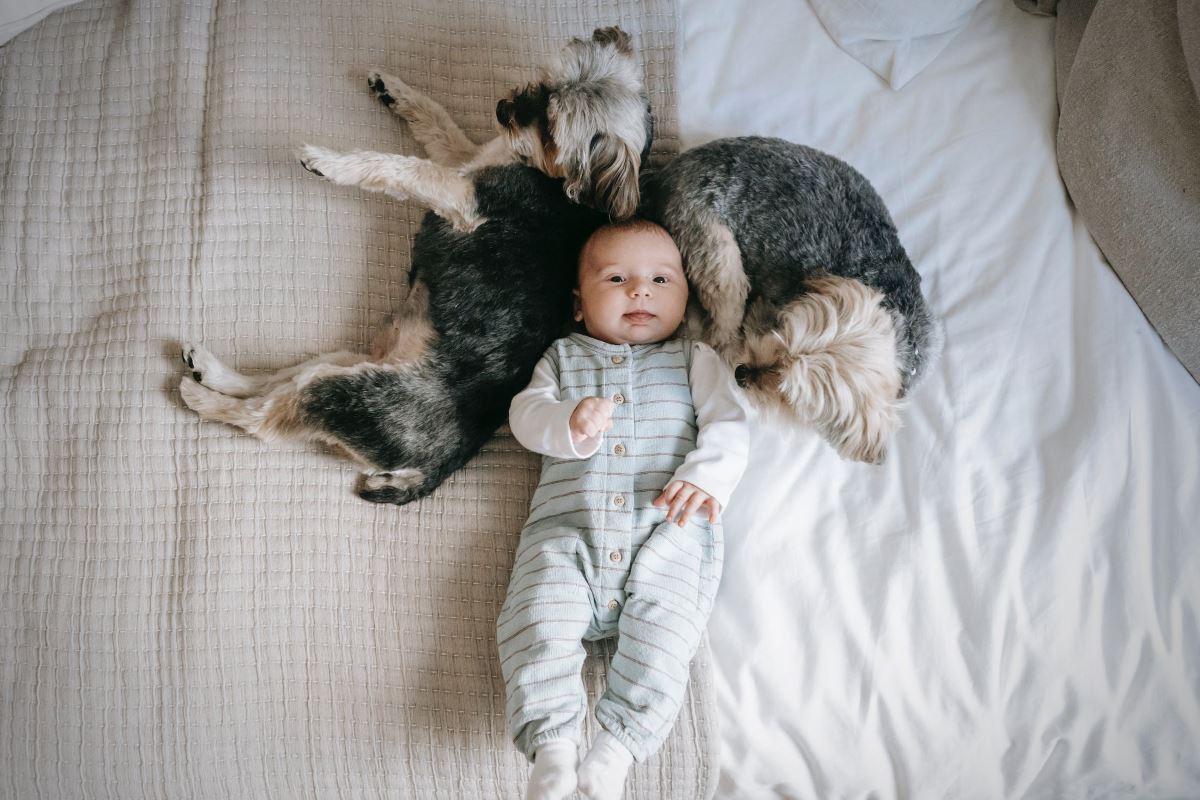 bébé et animal a quoi faut il faire attention