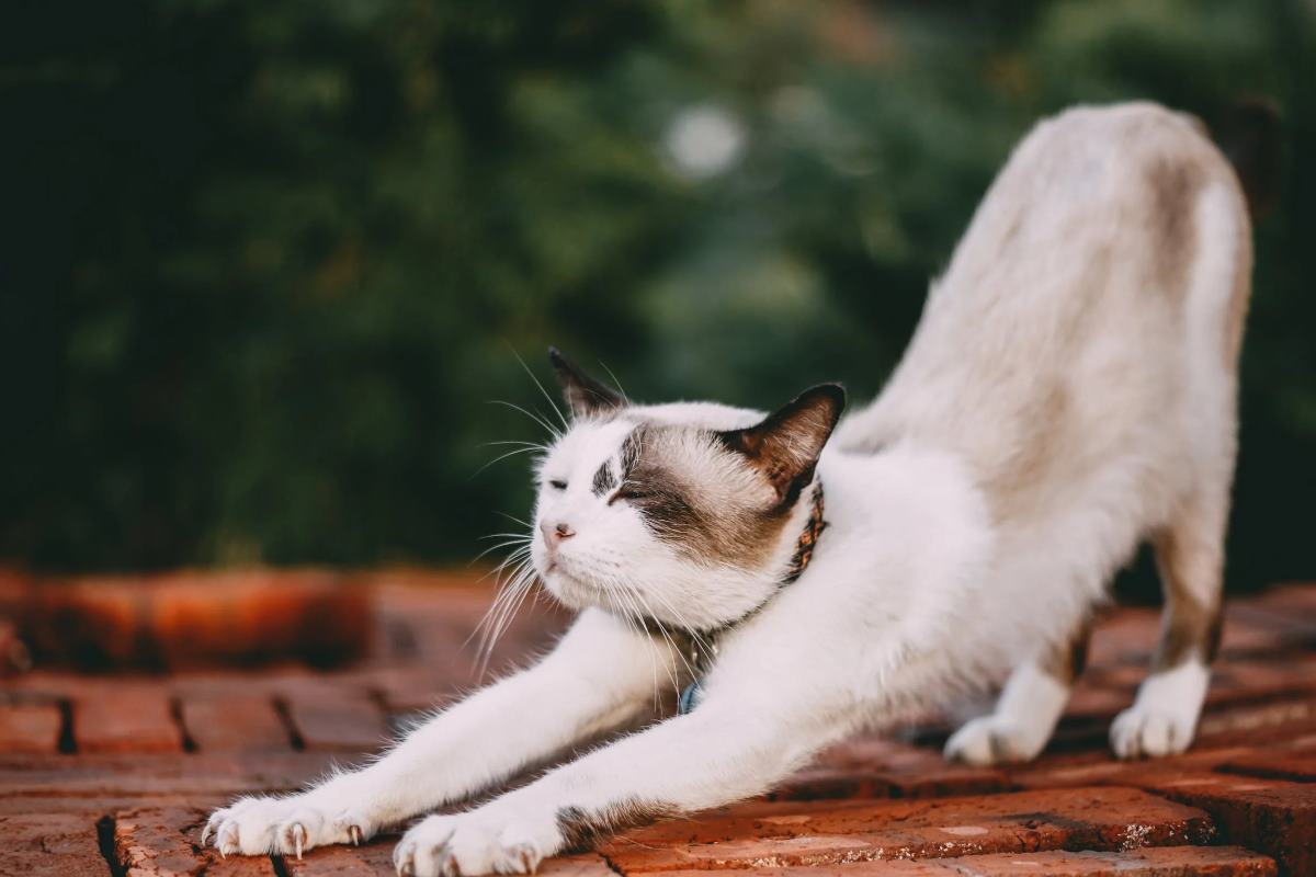 chat qui pianote quelle signification