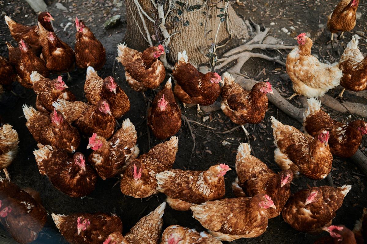 choisir une alimentation riche en nutriments pour une poule pondeuse en hiver