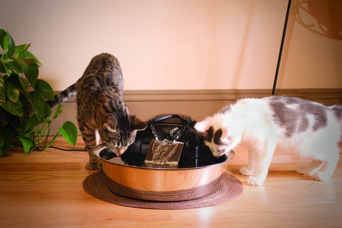 comment bien choisir sa fontaine à eau pour chat