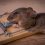 Tapette à souris : 5 secrets pour un piégeage efficace