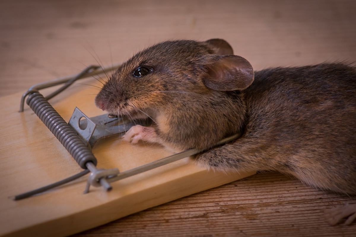 comment entretenir et nettoyer les pièges à souris