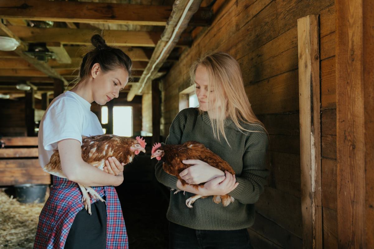 comment nourrir une poule pondeuse en hiver