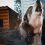 Que signifient les hurlements de mon chien ?