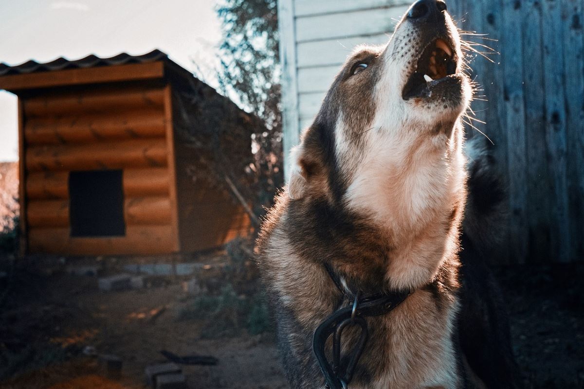 dois je punir un chien qui hurle
