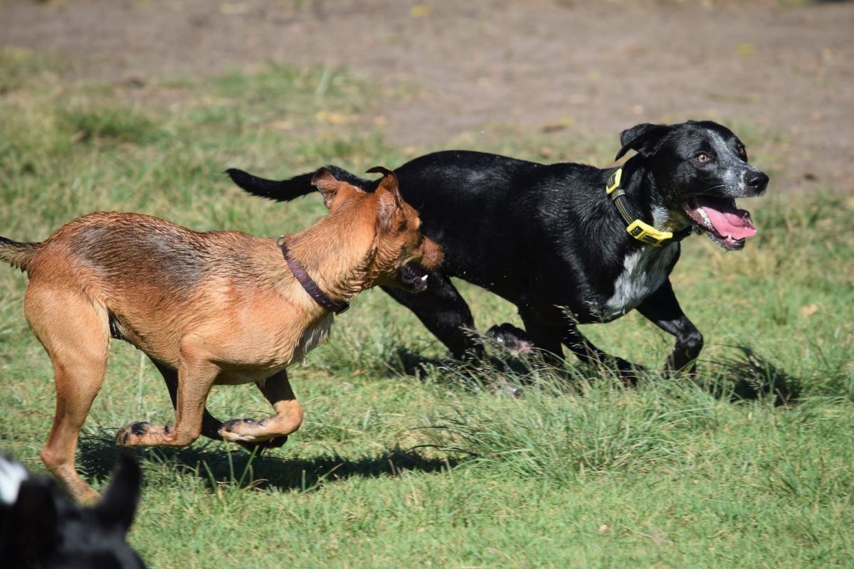 dois je séparer des chiens qui se battent ou jouent