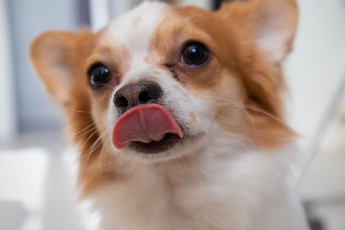 est ce dangereux pour mon chien de se lécher la truffe