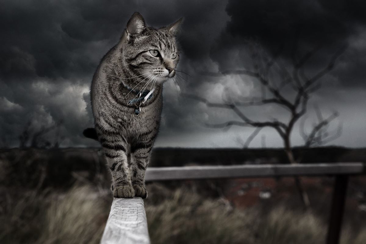 Éviter de mettre vos animaux dehors durant un orage