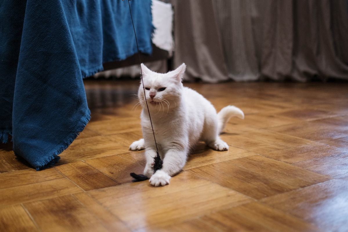 les avantages de la fabrication maison de jouets pour chats