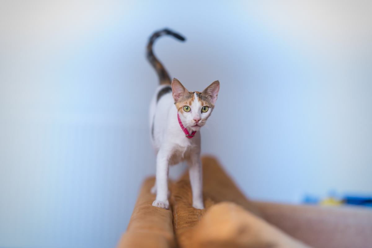 les origines du piétinement et du pétrissage des chats