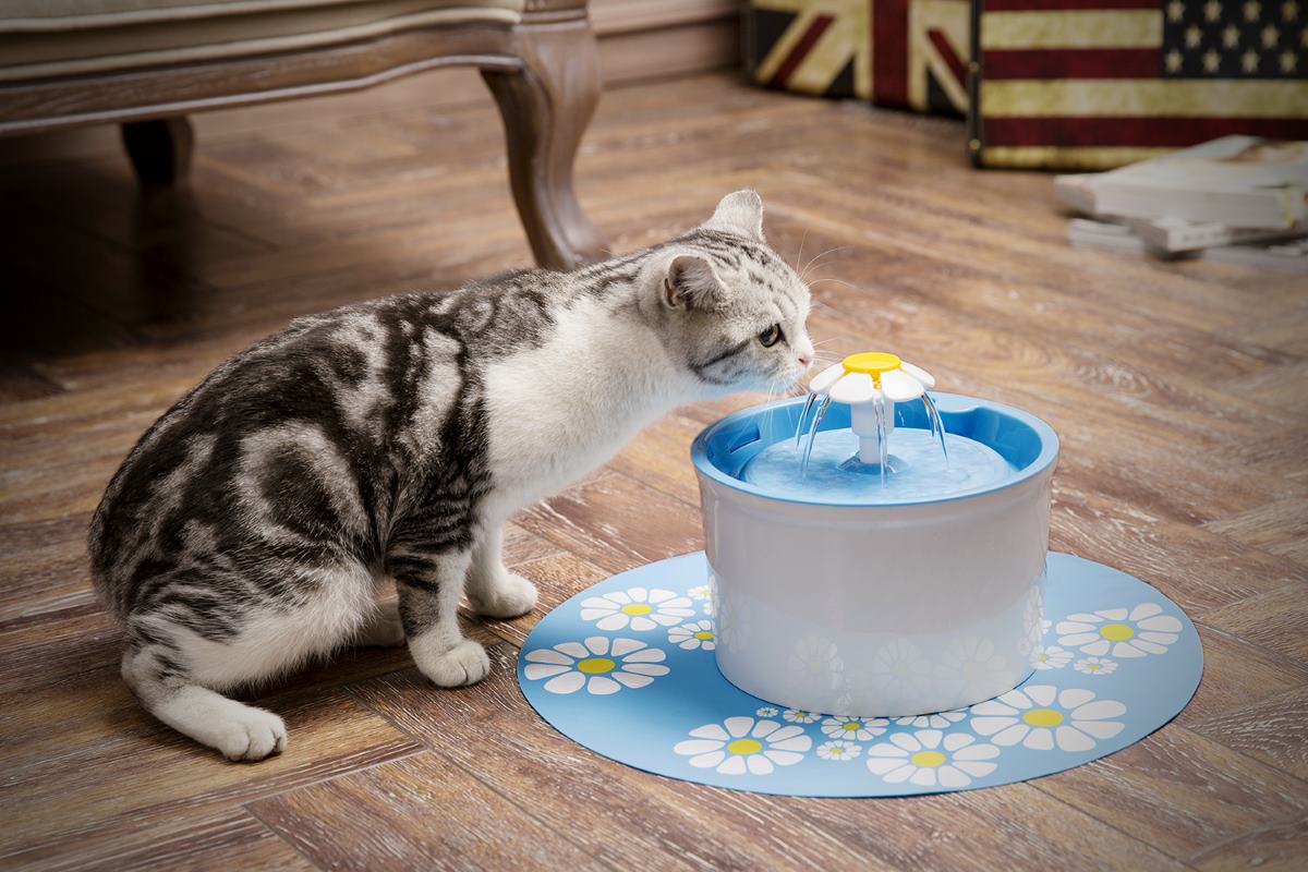 l'importance du choix de la bonne fontaine à eau