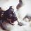 Mon chien joue avec les peluches : pourquoi et que faire ?