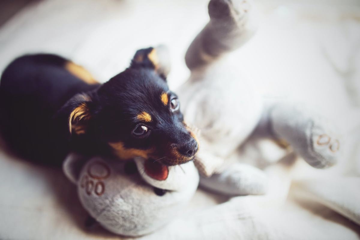 mon chien joue avec les peluches pourquoi et que faire