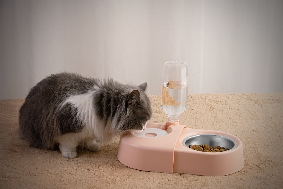 où acheter ma fontaine à eau pour chat