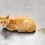 Pourquoi mon chat fait-il pipi partout ? (5 solutions efficaces)