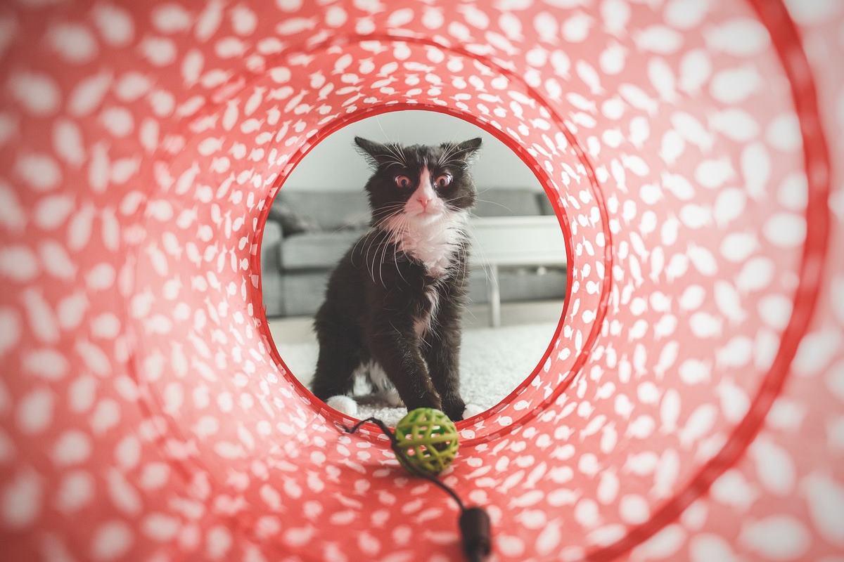 pourquoi mon chat n'aime pas jouer