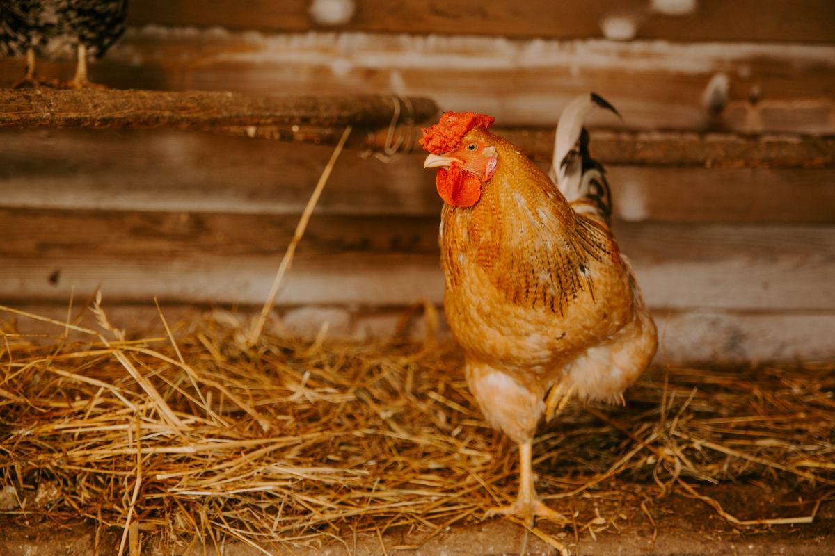 protéger les poules pondeuses des intempéries en hiver