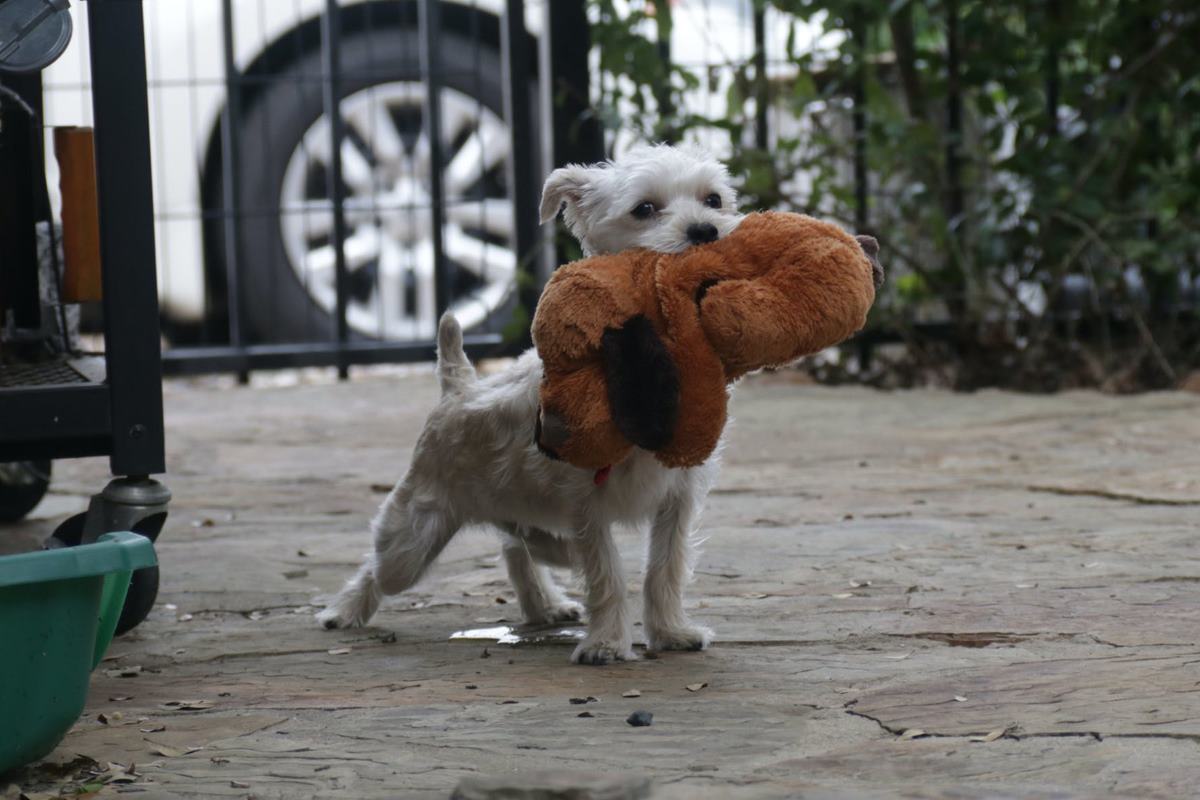 que faire si mon chien continue à jouer avec les peluches malgrès interdiction