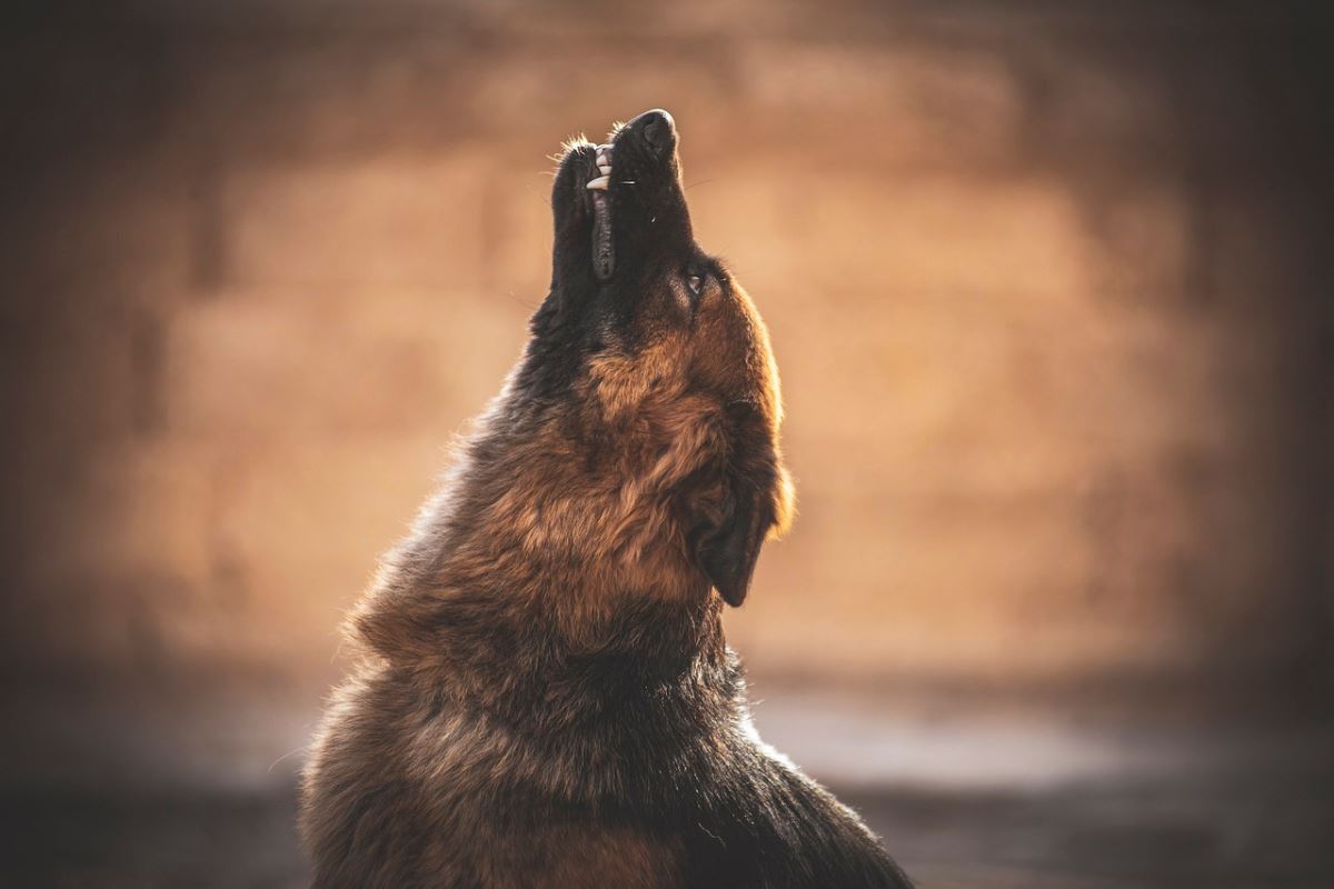 que signifient les hurlements de mon chien