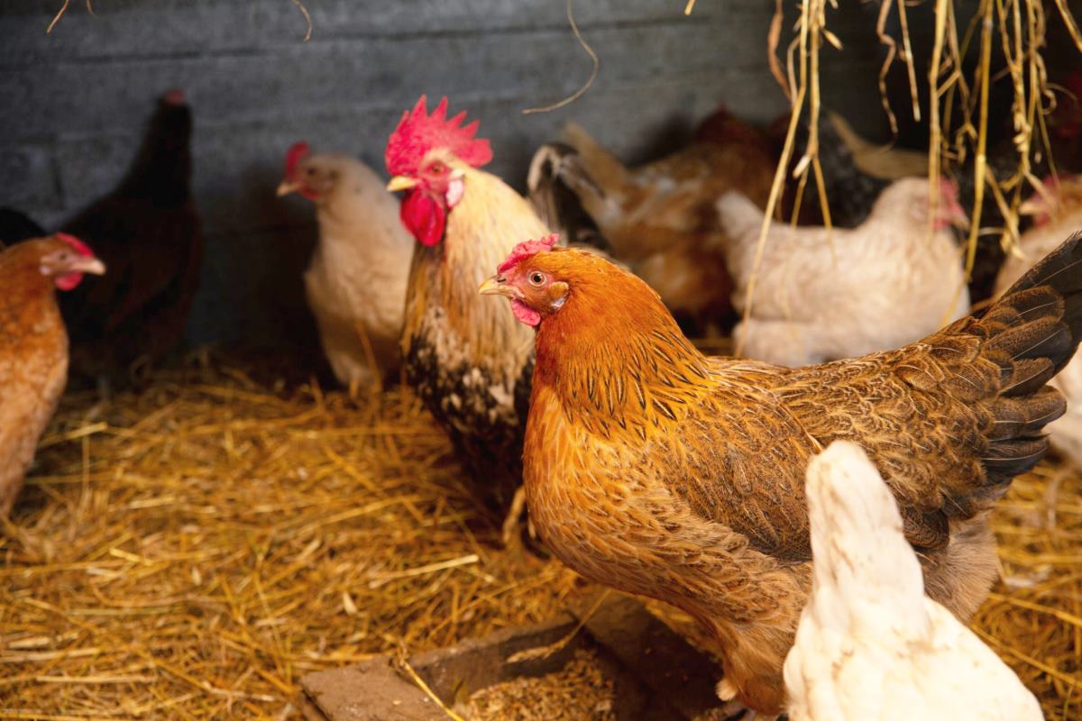 surveiller la santé des poules pondeuses en hiver