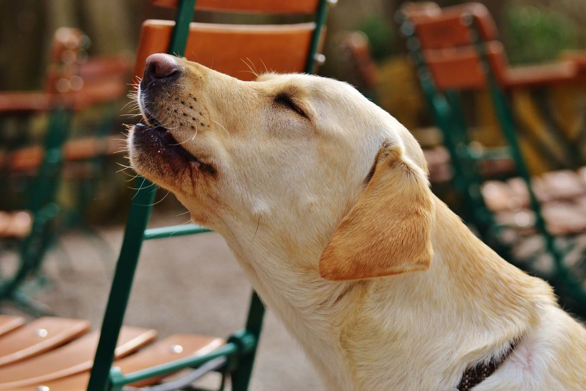 un chien qui hurle est il malheureux