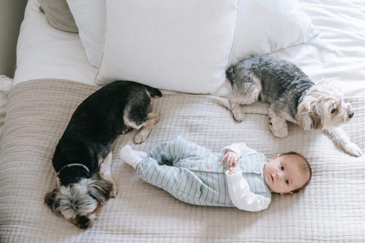 chien et chat plus bébé