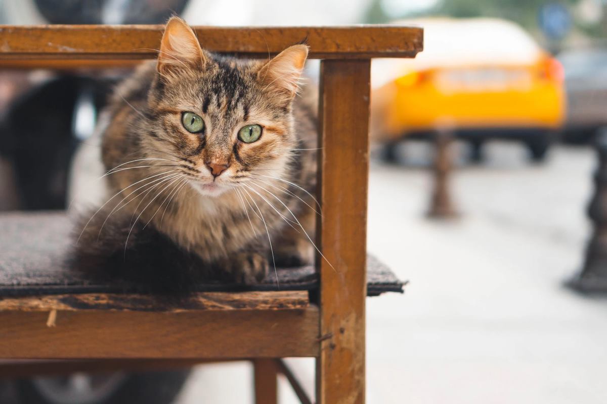 a savoir avant de voyager avec votre animal