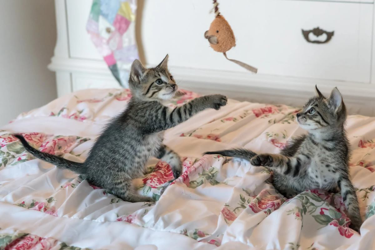 adopter un deuxième chat quelles précautions