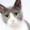 Comment choisir le nom parfait pour votre nouveau chat ?