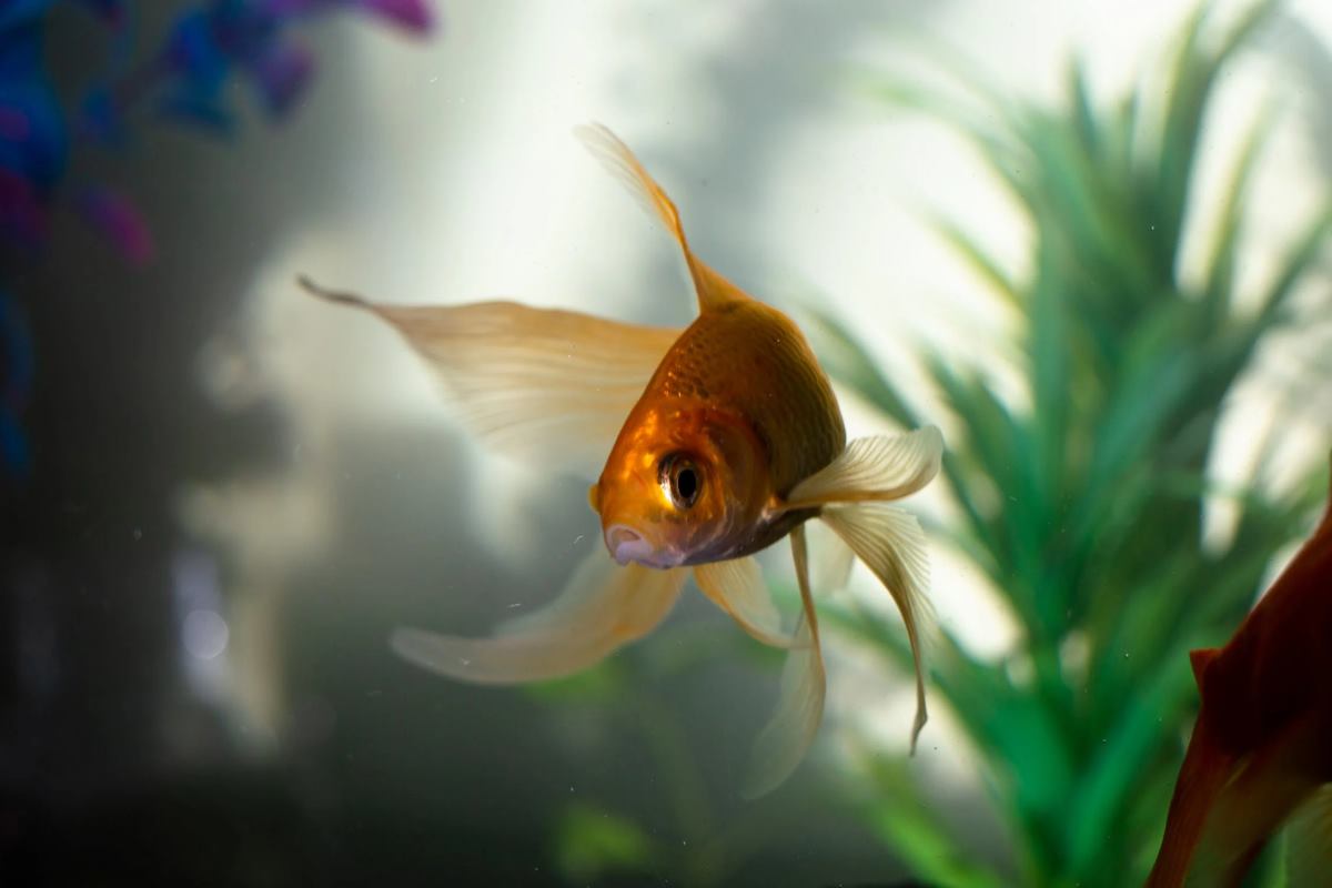 comment nettoyer le filtre de mon aquarium