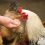 Comment nourrir une poule malade ?
