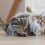 Mon chat s&rsquo;ennuie : 7 astuces pour stimuler votre félin d&rsquo;intérieur