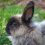 L&rsquo;importance de la nourriture chez le lapin nain